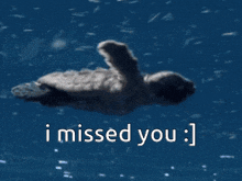 Turtle Swim GIF - Turtle Swim I Missed You GIFs