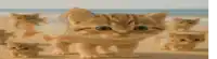 a group of kittens standing on a beach with a cat that looks like a fish on its back .