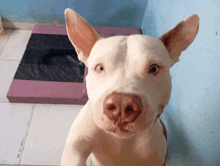 a close up of a white dog looking at the camera with a purple mat in the background