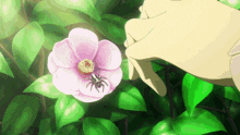 a pink flower with a spider on it