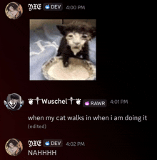 a screenshot of a chat with a picture of a cat