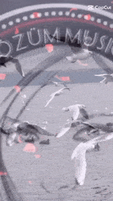 a group of seagulls are flying in front of a sign that says " zum music "