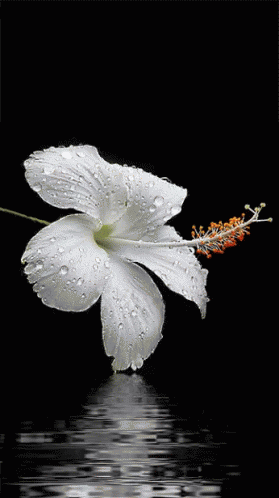 White Flower GIF - White Flower - Discover & Share GIFs