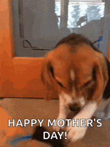 Beagle Dog GIF - Beagle Dog GIFs