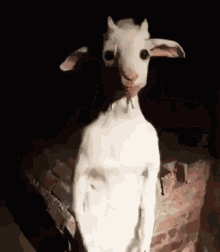 Awkward Goat GIF