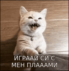 Play With Me Plami GIF - Play With Me Plami Needy Cat GIFs