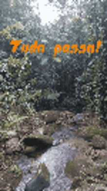 Riacho Em Paraty Water GIF - Riacho Em Paraty Water Nature GIFs