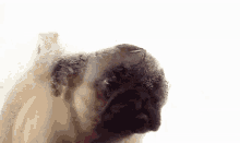 Pug Lick Screen GIF - Pug Lick Screen Doggylick GIFs