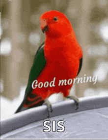 a red and green parrot is sitting on a railing and says good morning sis