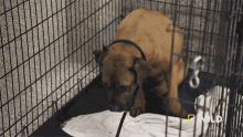 Im Going To Rest Here National Geographic GIF - Im Going To Rest Here National Geographic Building A Fearful Dogs Confidence GIFs