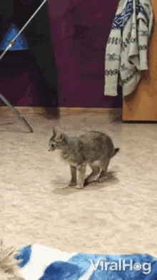 Cat Viralhog GIF - Cat Viralhog Breakdance GIFs