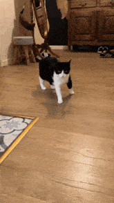 a black and white cat is walking across a wooden floor