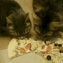Cat Pizza GIF - Cat Pizza Munchies GIFs
