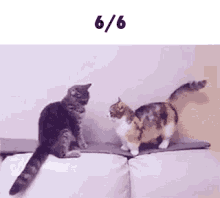 Eh Cats GIF - Eh Cats Funny Animals GIFs