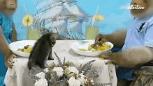 Eating The Pet Collective GIF - Eating The Pet Collective Give Me Some Food GIFs
