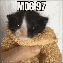 Mog GIF - Mog GIFs