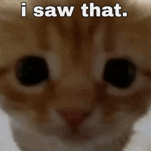 a close up of a cat 's eyes with a caption that says `` i saw that '' .