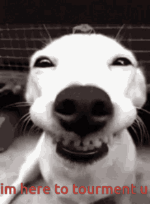 Smile Ugly Dog GIF - Smile Ugly Dog Dog GIFs