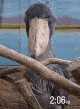 a bird with a large beak is sitting on a tree branch at 2:06pm