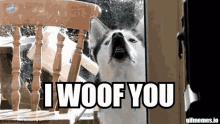 I Woof You Woof GIF - I Woof You Woof GIFs