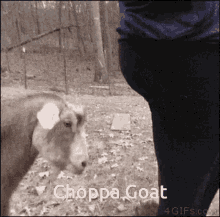 Choppa Go Goat GIF - Choppa Go Goat Head Butt GIFs