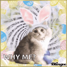 Happy Easter Bunny Eggs GIF - Happy Easter Bunny Eggs Why Me GIFs