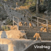 Monkeys Are Running Down The Stairs Viralhog GIF - Monkeys Are Running Down The Stairs Viralhog Monkeys Are Rushing Down The Stairs GIFs