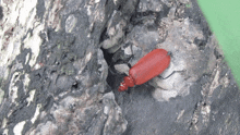 Beetle Cardinal Beetle GIF - Beetle Cardinal Beetle GIFs