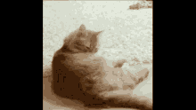 Cat What GIF - Cat What GIFs