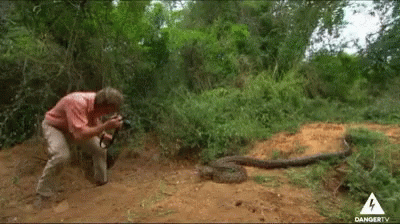 Snake Animal Attack GIF - Snake Animal Attack Snake Attack - Discover &  Share GIFs