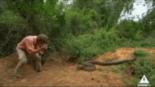 Snake Animal Attack GIF
