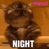 a cat with its eyes closed and the word night written below it