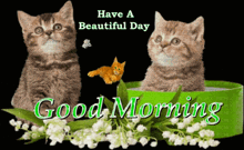 Good Morning Cat Love GIF - Good Morning Cat Love GIFs