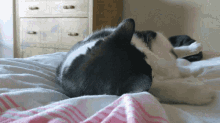Crazy Cat Funny GIF - Crazy Cat Funny Playing GIFs