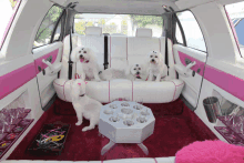 Cruising Pink Limo Nz With The Puppies And Thats How The Pinklimo Nz Puppies Roll GIF - Cruising Pink Limo Nz With The Puppies And Thats How The Pinklimo Nz Puppies Roll GIFs