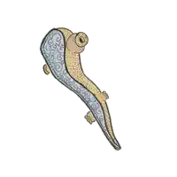 a drawing of a snake with a swirl pattern on it