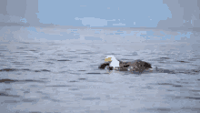 Shummer Bald_eagle GIF - Shummer Bald_eagle Swimming_bird GIFs