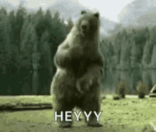 Bear_dancing Hey GIF