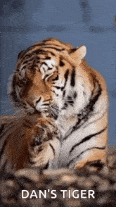Tiger Tiger Cleaning GIF - Tiger Tiger Cleaning Tiger Lick GIFs