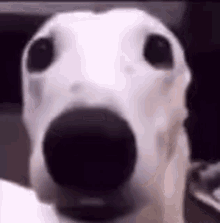 Scared Dog Meme GIF - Scared Dog Meme Flop GIFs