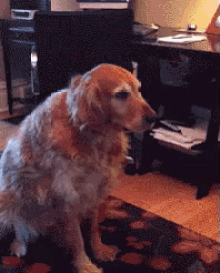 Too Much GIF - Dog Look Catch GIFs