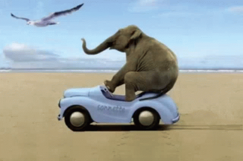 Elephant Car GIF - Elephant Car GIFs