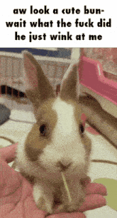 a brown and white rabbit with a stick in its mouth is being held by a person