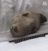 a seal is laying on its back on a grid .