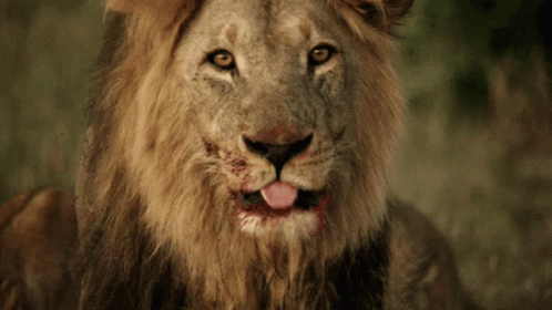 hungry-lion.gif