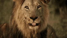 Hungry Lion GIF - Hungry Lion GIFs