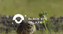 space blackeyegalaxy