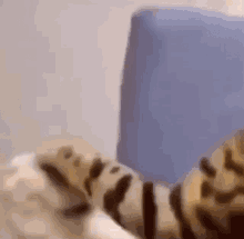 Bonk Cat Slap GIF - Bonk Cat Slap Cat GIFs