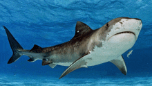 a large shark is swimming in the ocean with a smaller fish in the background
