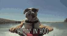 Dog Coming In Hot GIF - Dog Coming In Hot Jet Ski GIFs